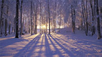 Snowy woodland scene