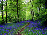 Bluebell woods