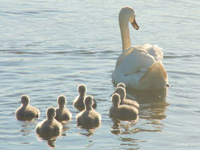 Swan and cygnets
